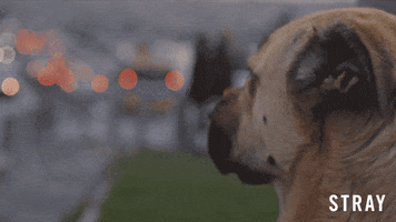 Stray Dog GIF by Magnolia Pictures
