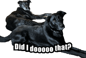 Urkle Sticker by Shape Marketing