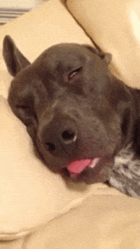 Video gif. Dog sleeping with a blip of tongue sticking out, which a hand reaches in and pulls on, extending the tongue and pulling it around before the dog wakes up, alert.