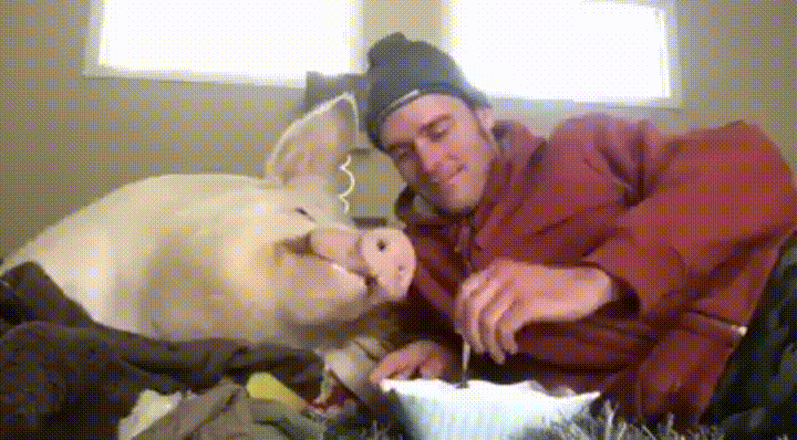 giphy.gif