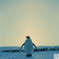 Emperor Penguin Dance GIF by BBC America