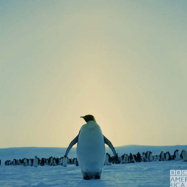 Emperor Penguin Dance GIF by BBC America Find & Share on GIPHY