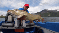 Pike Fishing GIFs - Find & Share on GIPHY