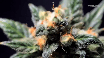 weed marijuana GIF by MOST EXPENSIVEST