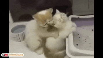 Backrub Kittens GIF by Summer