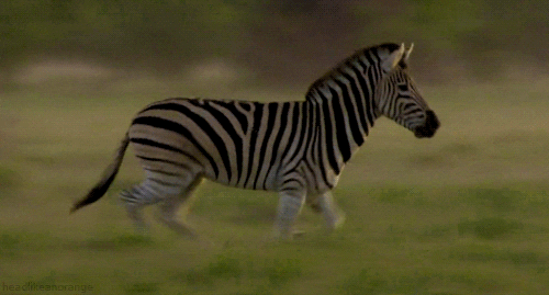 zebra GIF by Head Like an Orange