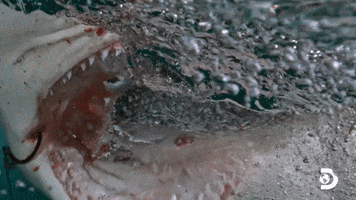 Hammerhead Shark Water GIF by Shark Week