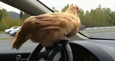 sterowanie samochodem GIF