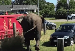 car elephant GIF