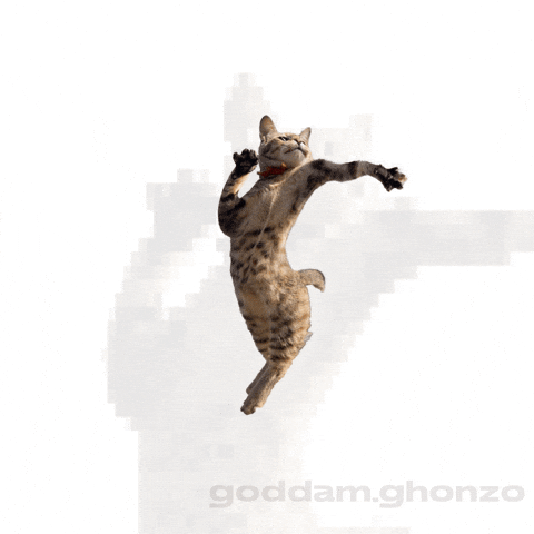 Dance Cat GIF