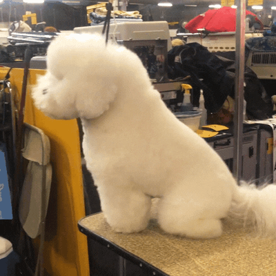 bichon frise dog GIF by Westminster Kennel Club