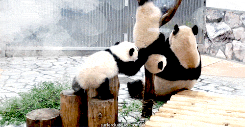 Panda Falling Gifs Get The Best Gif On Giphy