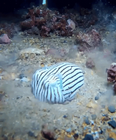 Diving Cute Animals GIF by Storyful
