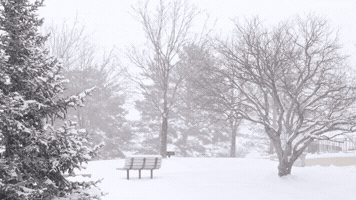 Snow Winter GIF