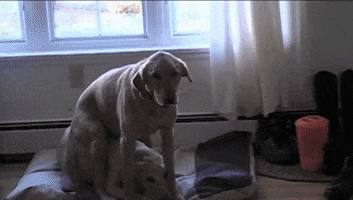 dogs dogpile GIF by America's Funniest Home Videos