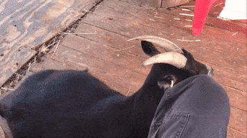 Livestock GIF by The Belmont Goats