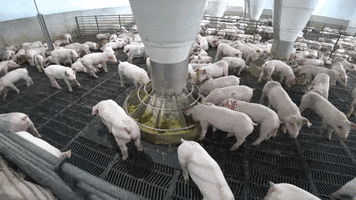 innovation pigs GIF by AgriNovus Indiana