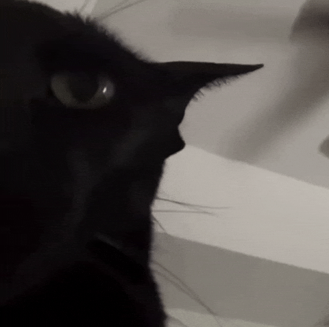 Black Cat GIF
