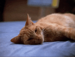 Cat GIF