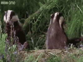 badger dancing GIF