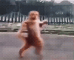 Cat Middle Finger GIF