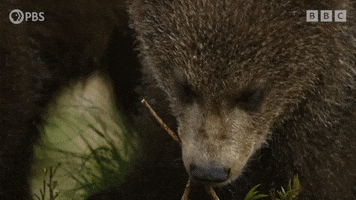 Bear Eating GIF by PBS