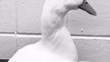 france film GIF by Nebraska Humane Society