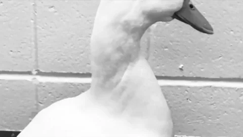 france film GIF by Nebraska Humane Society