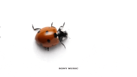 Ladybugs GIFs - Find & Share on GIPHY