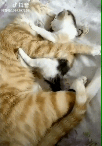 cat love GIF by JustViral.Net