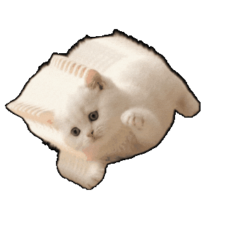 Cat Momo Sticker