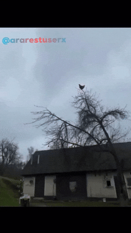 Scream Funny Chicken GIF