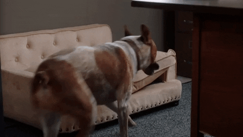 Dog pillow GIFs - Get the best GIF on GIPHY