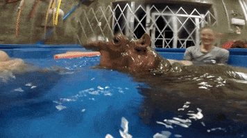 Girl Swim GIF by Cincinnati Zoo