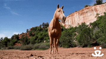 tired horse GIF by Best Friends Animal Society