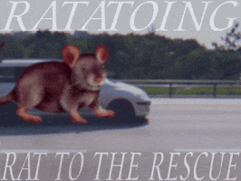 Rat GIF