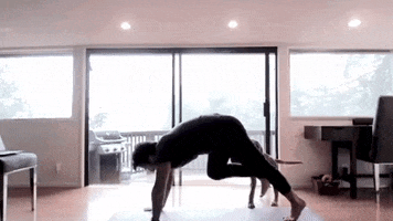 Begin Again Dog Humping GIF by Peter Walters Yoga