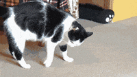 200w.gif