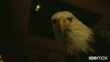 Giant Bird Dc GIF by HBO Max