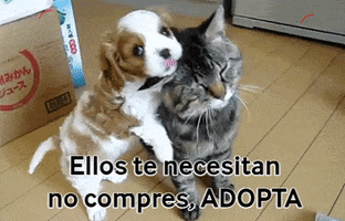 Amor GIF