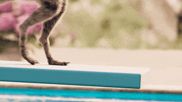 Jump Jumping GIF by Compare the Market