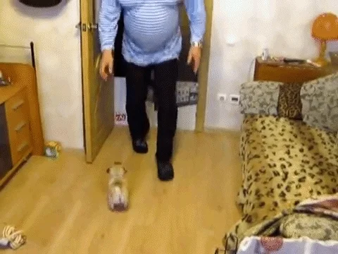 Happy Place Pug Puppy GIF