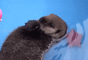 Marine Mammal Rescue GIF