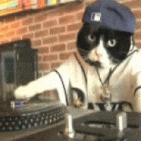 Cat Fun GIF