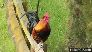 rooster GIF