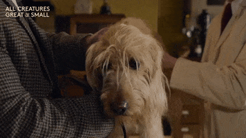 Confused Dog GIF by All Creatures Great And Small