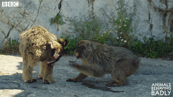 stealing barbary macaque GIF by BBC