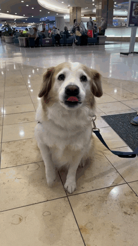 Orlando Airport Dogs GIF by Orlando International Airport (MCO)