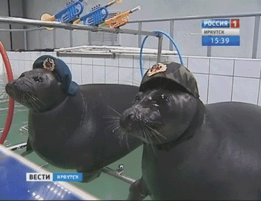 Navy Seals GIF - Find & Share on GIPHY