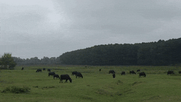 Confused Look GIF